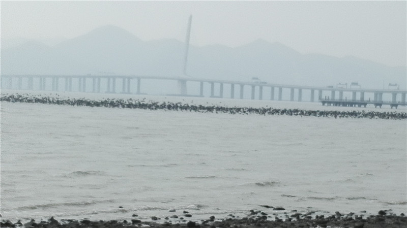 2015年11月-深圳湾跑步